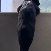 人間みたいな立ち姿の猫