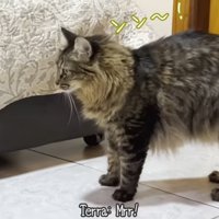 鳴いている猫