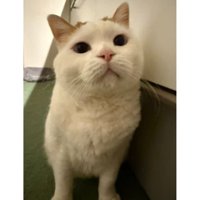 室内にいる猫