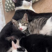 母猫に寄りかかって寝る子猫