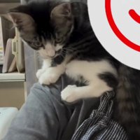 肩に乗っている猫