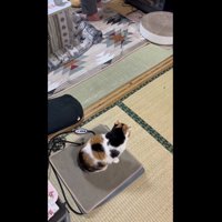 出待ちしているミケ