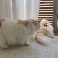 猫のことを振り返ってみている犬