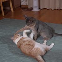 猫パンチする猫