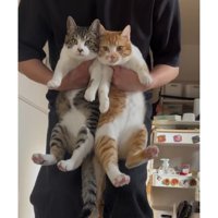 抱かれている猫