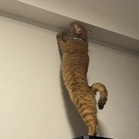 壁を探る猫