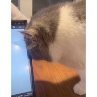 テーブルの上にいる猫