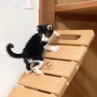 椅子を登るロアくん