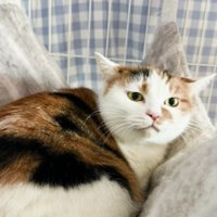 耳を倒しながら投稿者を見つめる猫