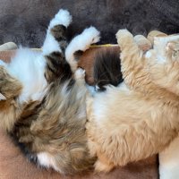 寝そべる2匹の猫