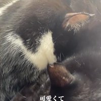 寄り添って眠る2匹の猫