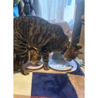 おやつを食べている猫たち