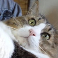 猫の顔のアップ