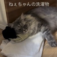 洗濯物の上で寝る猫