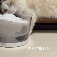 壊れた給水器をチェックする猫