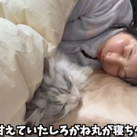 人間の隣で布団に入って寝る猫