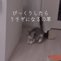 ジャンプする猫