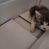 段ボールの中からこちらを見つめる子猫