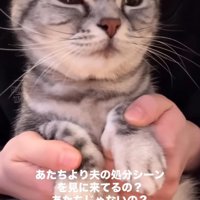 前足を持たれてる猫