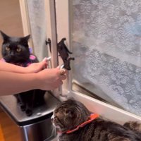 戸棚の扉を手前に引く飼い主