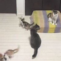 室内で過ごしている猫たち