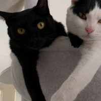 ハンモックにいる猫たち