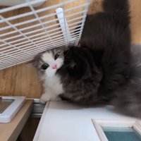 黒に噛みつくグレー白猫