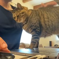 お尻をポンポンされている猫