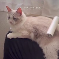 粘着テープを当てられて喉を鳴らす猫