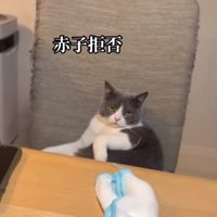 椅子の上で座って半目になっている猫