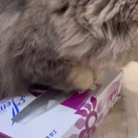 再び箱に手を突っ込む猫