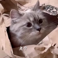 驚いて見返す猫
