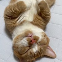 鏡を見るマンチカン