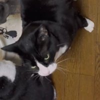 皿の前にやってきたハチワレ猫