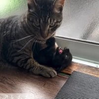 ごはんをたべている先住猫と子猫