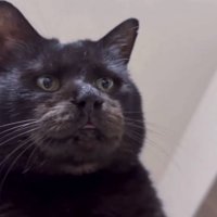 舌が出しっぱなし