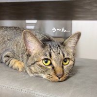 寝そべる猫