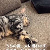 寝転がる猫