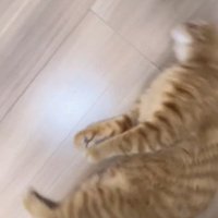 床で回される猫