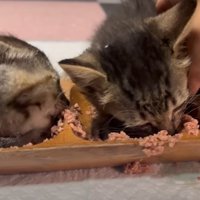 ご飯を食べる子猫