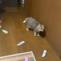 おもちゃを運ぶ猫さん