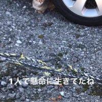 車の下に隠れる子猫