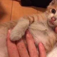 介助される猫