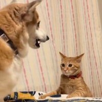 ベッドの端に落ちる猫