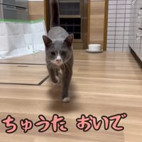 テロップ「ちゅうた おいで」