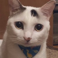 可愛らしい表情でカメラを見つめる猫