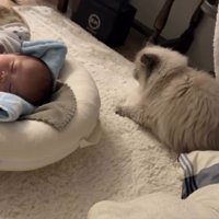 猫と赤ちゃん