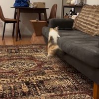 ソファに飛び乗っている猫