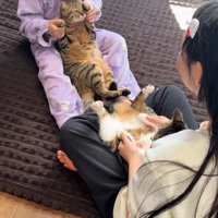 仰向けで抱っこされる2匹の猫