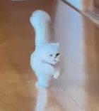 走る猫の全身アップ